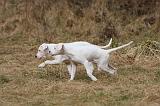 DOGUE ARGENTIN 174